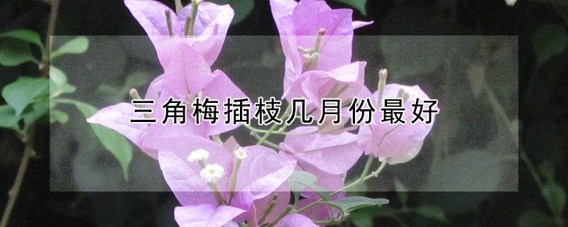 三角梅插枝几月份最好（三角梅几月份扦插最好）