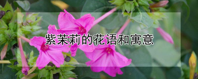 紫茉莉的花语和寓意（紫茉莉花语是什么）