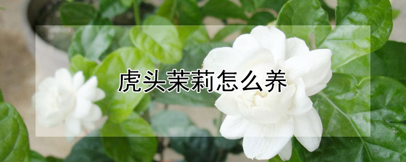 虎头茉莉怎么养（虎头茉莉怎么养殖方法）