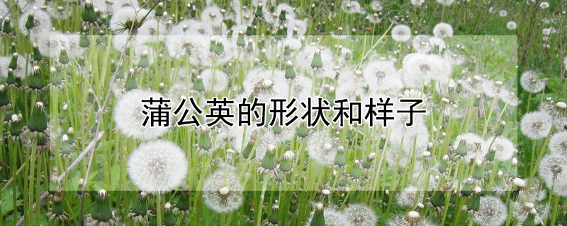 蒲公英的形状和样子（蒲公英的形状和样子怎么写）