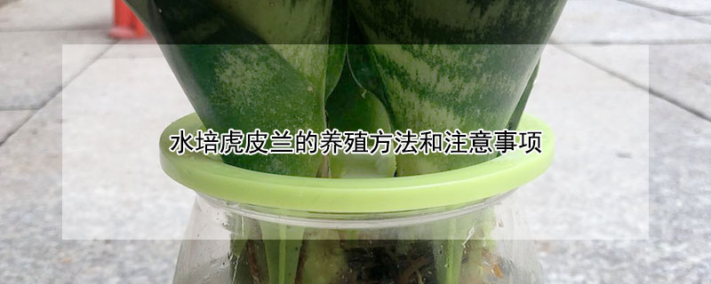 水培虎皮兰的养殖方法和注意事项 虎皮兰能否水培