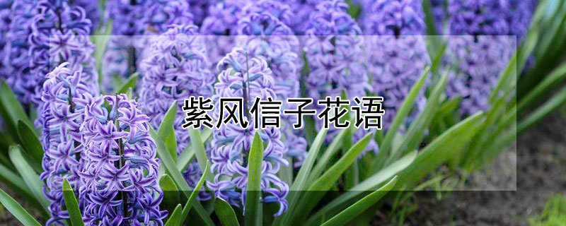 紫风信子花语（紫色花信子花语）