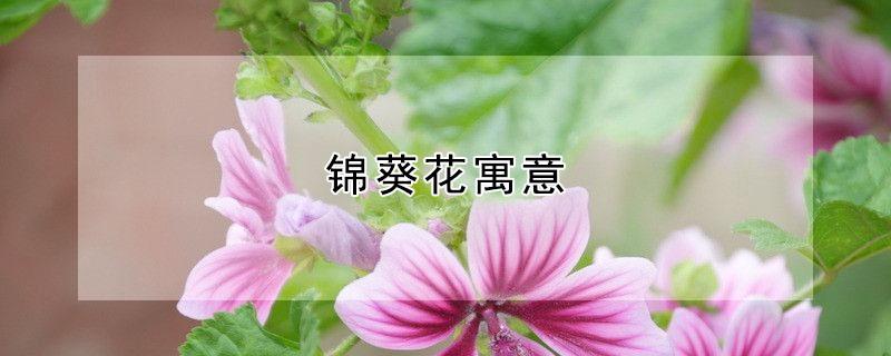 锦葵花寓意 葵花 寓意