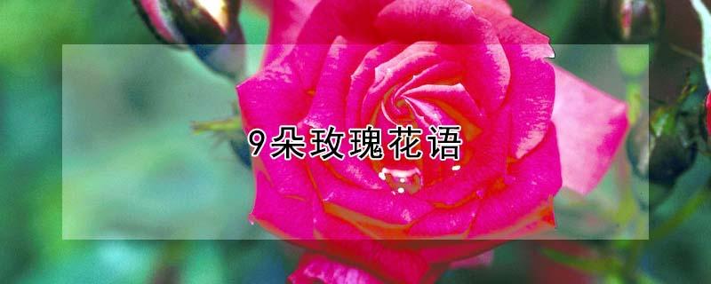 9朵玫瑰花语（9朵玫瑰花语是什么意思）