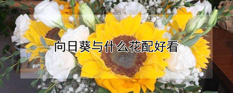 向日葵与什么花配好看（向日葵和什么花配一起好看）