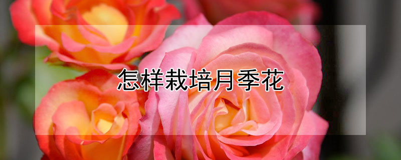 怎样栽培月季花 怎样栽培月季花苗