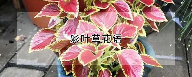 彩叶草花语