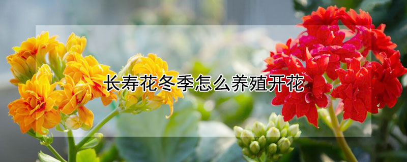 长寿花冬季怎么养殖开花（冬季长寿花开花后怎么养护）