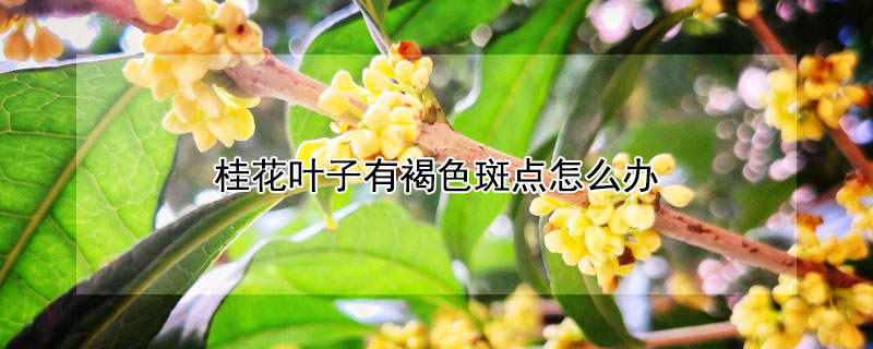 桂花叶子有褐色斑点怎么办 桂花叶子上有褐色斑点