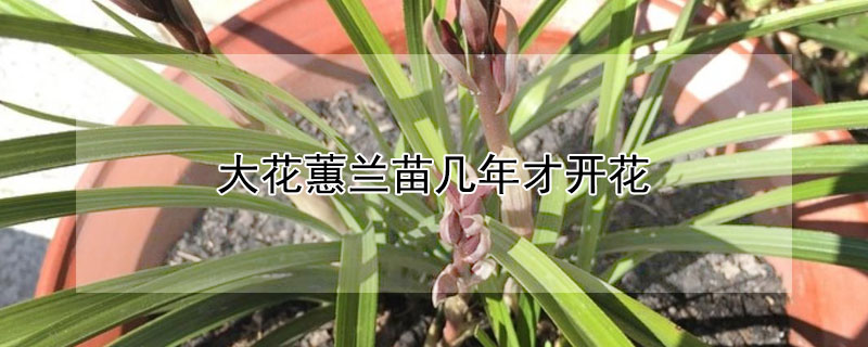 大花蕙兰苗几年才开花（大花蕙兰能开几年花）