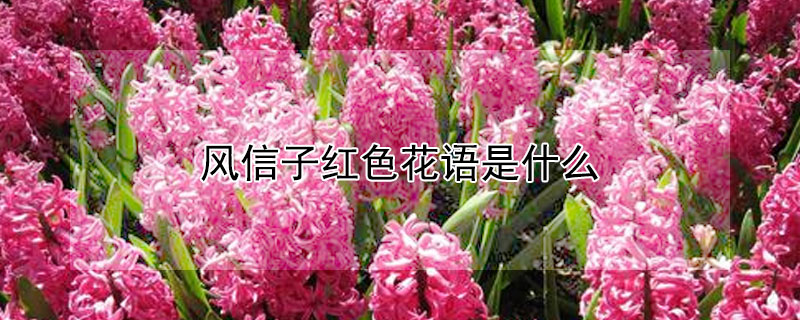 风信子红色花语是什么（风信子颜色花语是什么）