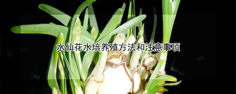 水仙花水培养殖方法和注意事项（水仙花的养殖方法）