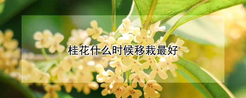 桂花什么时候移栽最好（山东桂花什么时候移栽最好）