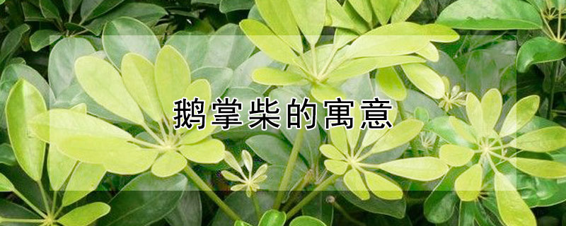 鹅掌柴的寓意（鹅掌柴的寓意是什么）