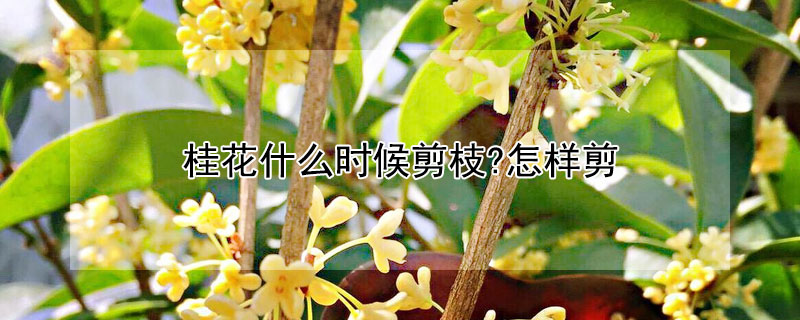 桂花什么时候剪枝?怎样剪 桂花什么时候剪枝怎样剪