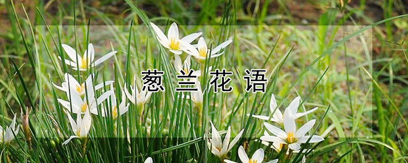 葱兰花语（葱兰花语是什么）