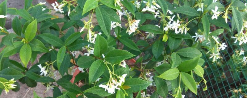 风车茉莉的花语 风车茉莉花寓意