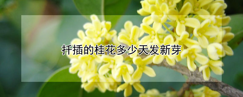 扦插的桂花多少天发新芽（桂花移栽后多久发新芽）