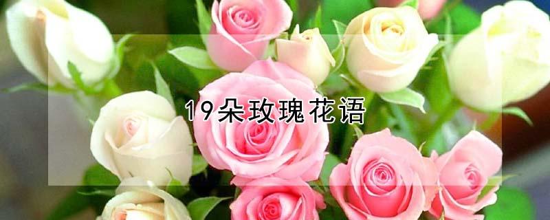 19朵玫瑰花语（19朵玫瑰花语每朵代表什么）