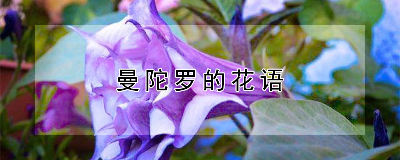 曼陀罗的花语（金色曼陀罗的花语）