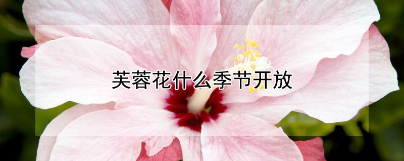 芙蓉花什么季节开放（芙蓉花什么季节开放?）