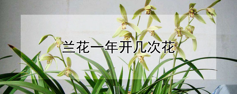 兰花一年开几次花（小白兰花一年开几次花）