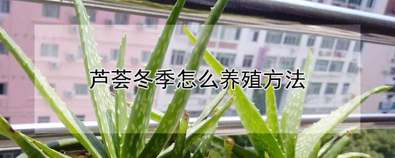 芦荟冬季怎么养殖方法（冬季芦荟的养殖方法和注意事项）