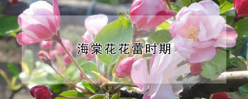 海棠花花蕾时期