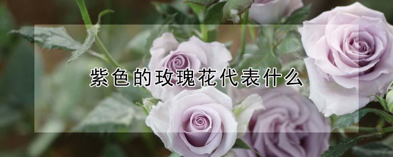 紫色的玫瑰花代表什么（紫色玫瑰花的含义是什么）