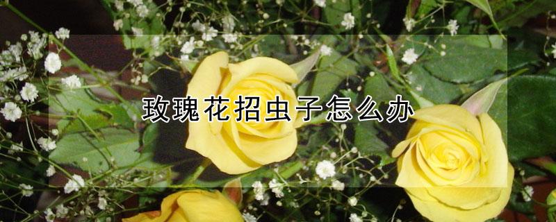 玫瑰花招虫子怎么办 玫瑰花束招虫子吗