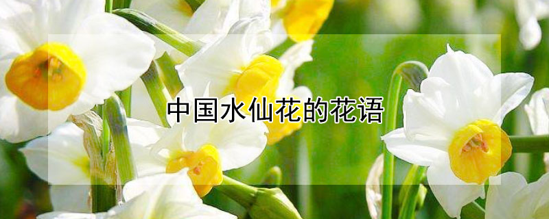 中国水仙花的花语 水仙花的花语?