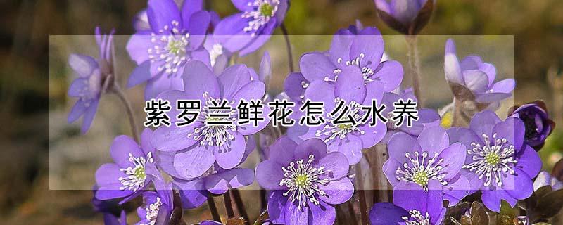 紫罗兰鲜花怎么水养（紫罗兰花水养怎么养）