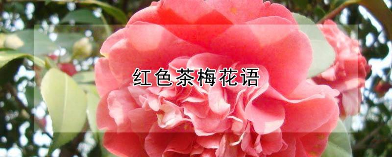 红色茶梅花语 红色梅花的花语是什么