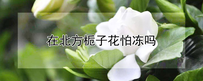 在北方栀子花怕冻吗 栀子花怕冻吗怕冷吗