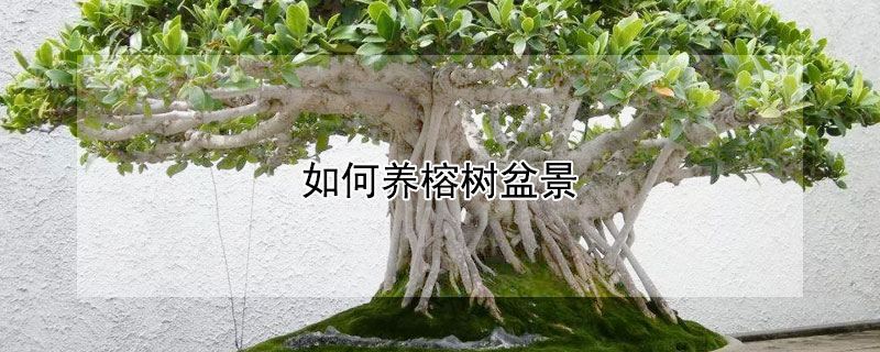 如何养榕树盆景（怎样养盆景榕树）