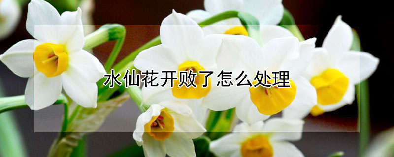 水仙花开败了怎么处理 水仙花开过怎么处理