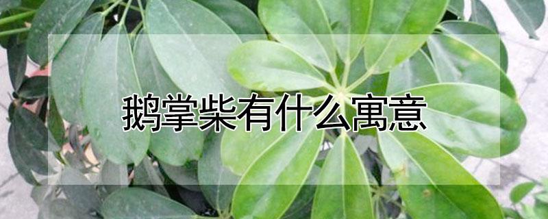 鹅掌柴有什么寓意（鹅掌柴象征着什么）