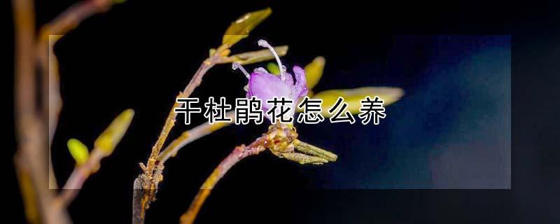 干杜鹃花怎么养（干枝杜鹃花怎么养）