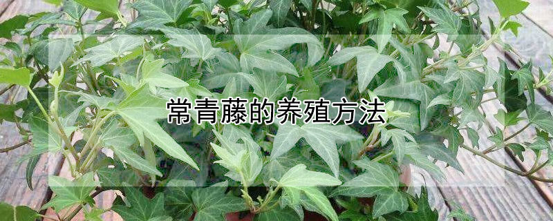 常青藤的养殖方法（日本雪莹常春藤的养殖方法）