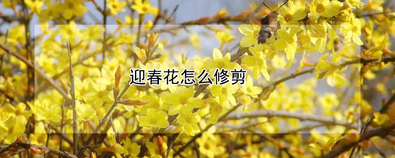 迎春花怎么修剪（盆栽迎春花怎么修剪）