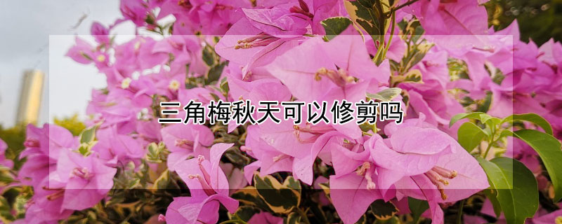 三角梅秋天可以修剪吗（秋冬季节三角梅怎么修剪）