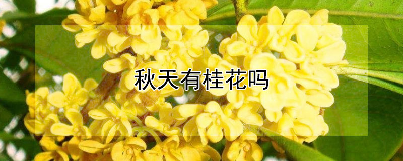 秋天有桂花吗（秋天有桂花吗?）