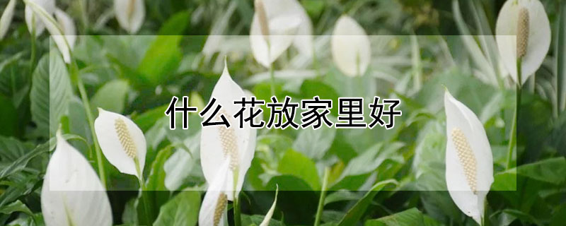 什么花放家里好