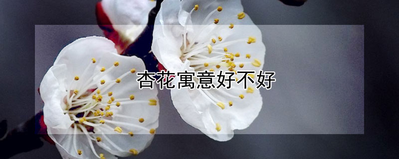 杏花寓意好不好 杏花有何寓意