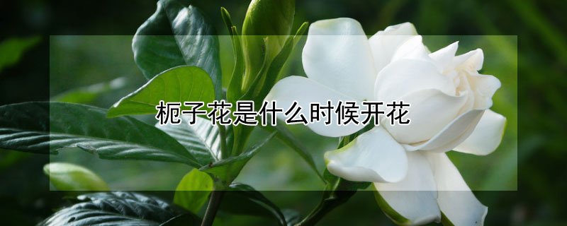 枙子花是什么时候开花（栀子花什么时候开花）