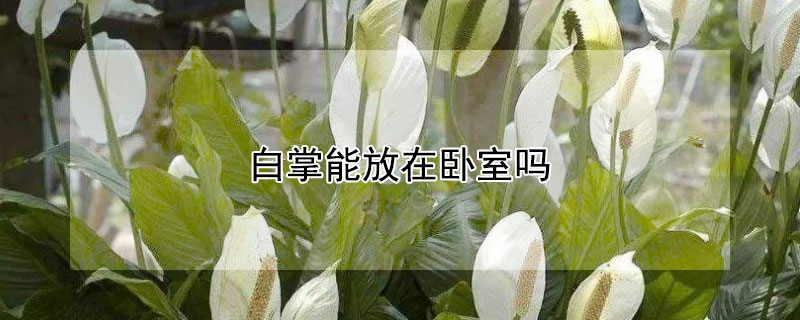 白掌能放在卧室吗 水培白掌能放在卧室吗