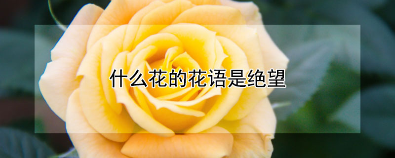 什么花的花语是绝望（什么花的花语是绝望的爱）