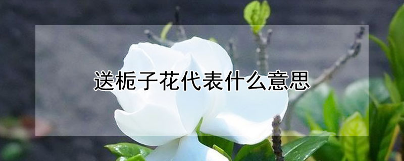 送栀子花代表什么意思（送女孩子栀子花代表什么）