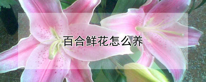 百合鲜花怎么养（水仙百合鲜花怎么养）