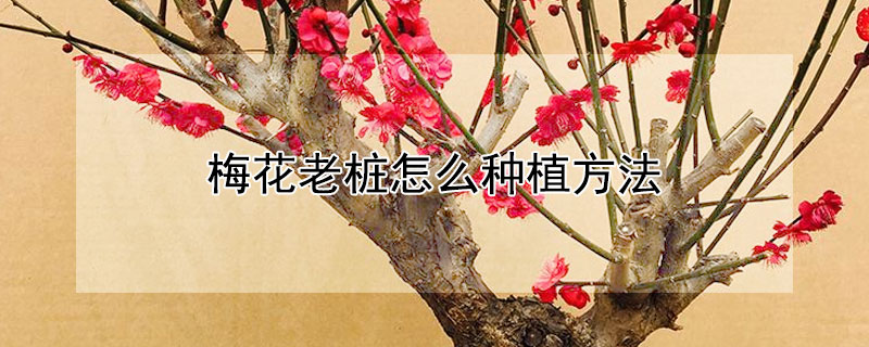 梅花老桩怎么种植方法（梅花老桩怎么养）